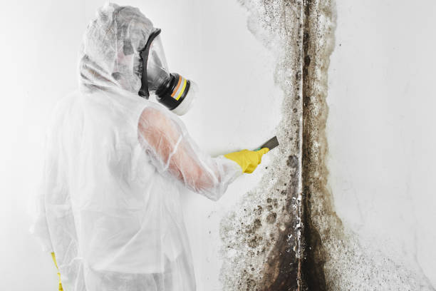 Best Home Mold Removal  in Moscow, ID