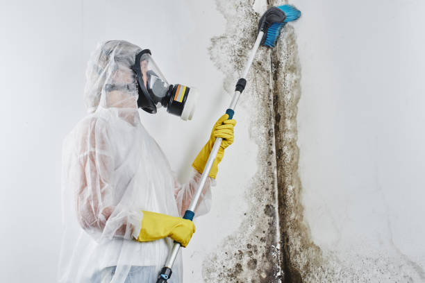 Best Crawl Space Mold Removal  in Moscow, ID
