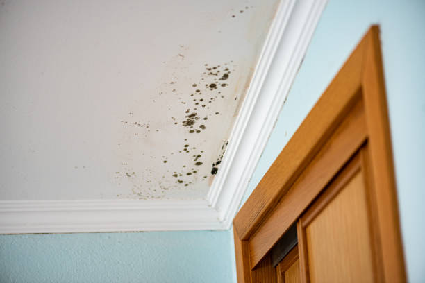 Best Attic Mold Removal  in Moscow, ID