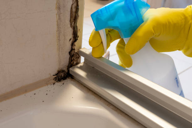 Crawl Space Mold Removal in Moscow, ID