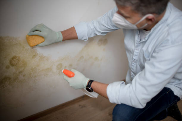 Best Commercial Mold Removal  in Moscow, ID