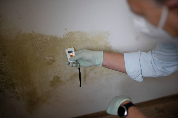 Best Professional Mold Removal  in Moscow, ID