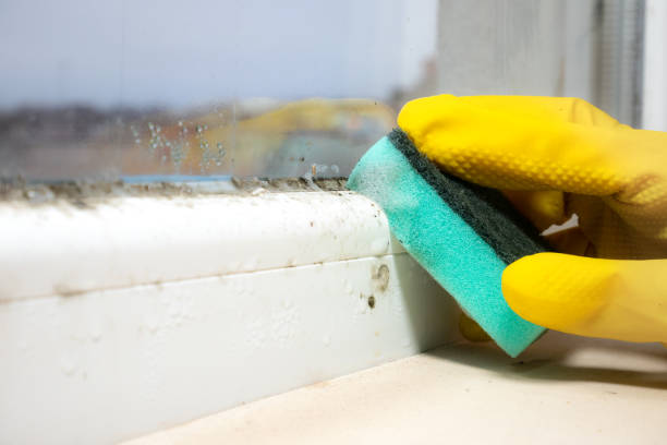 Professional Mold Removal in Moscow, ID
