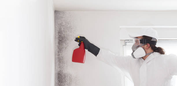 Best Office Mold Removal Services  in Moscow, ID