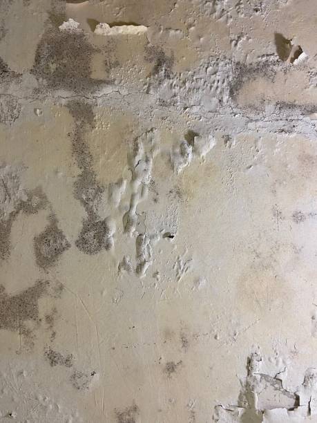 Best Mold Removal Company Near Me  in Moscow, ID