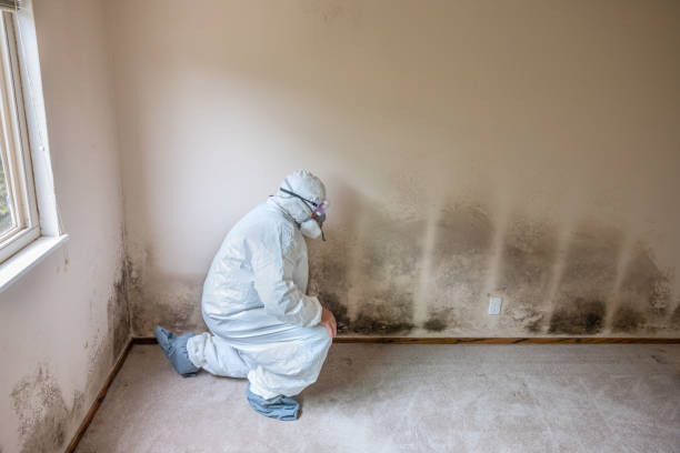 Best Black Mold Removal  in Moscow, ID