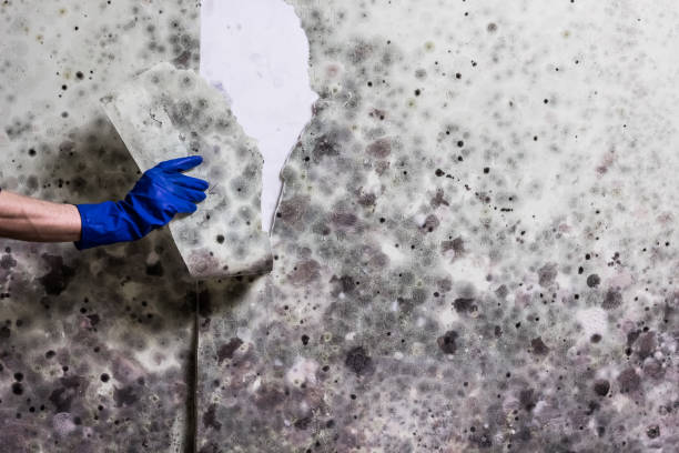 Best Mold Testing  in Moscow, ID