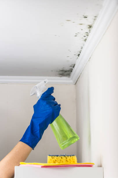 Best Emergency Mold Removal  in Moscow, ID